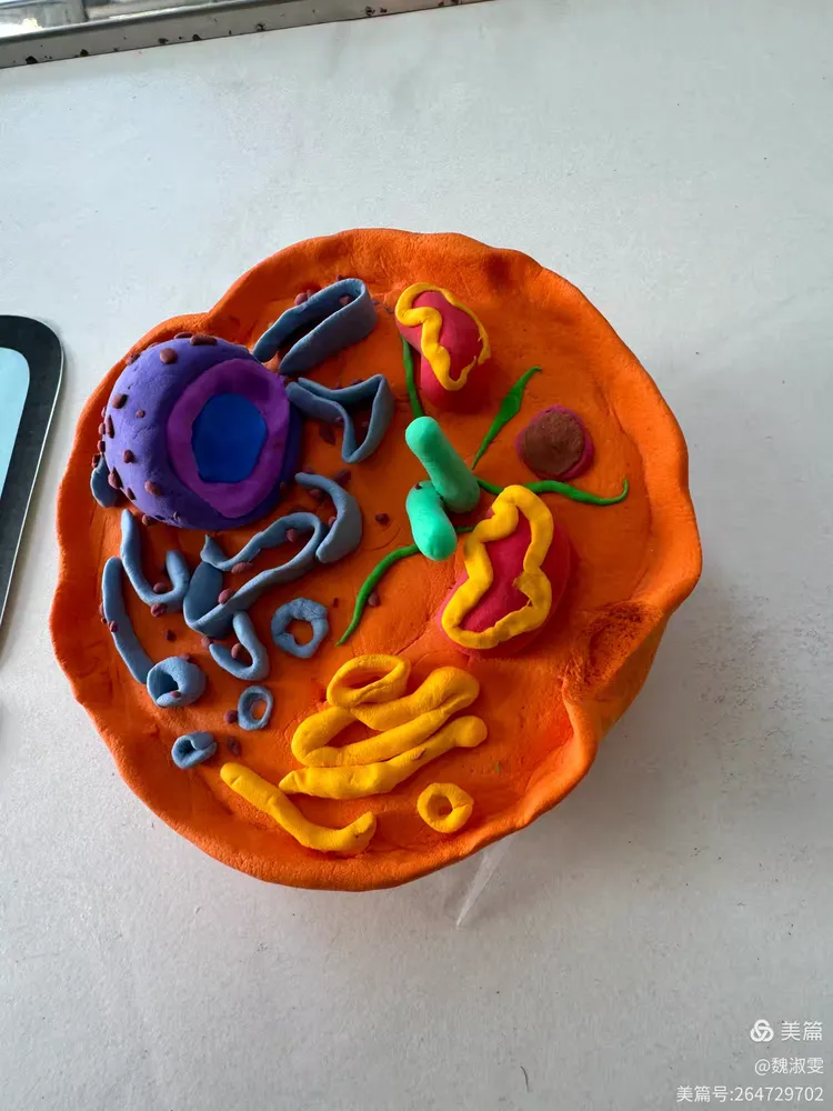 见细胞之微,望生命之美